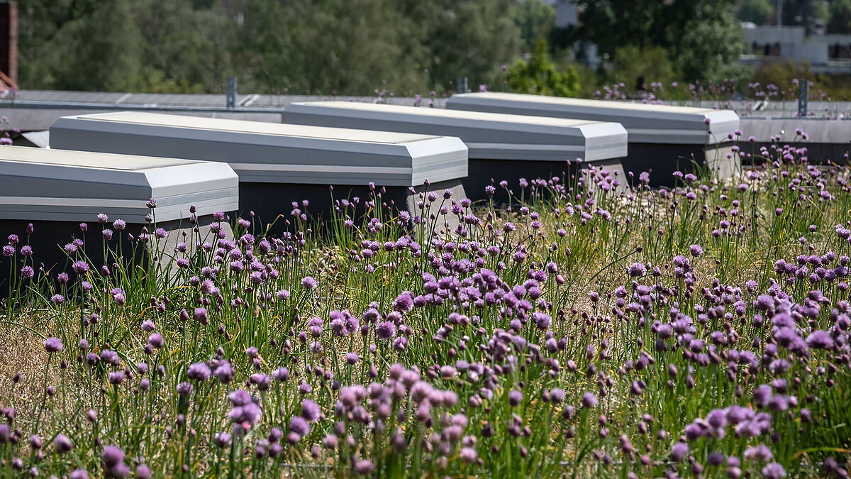 Green roof of the Weiden district court with purple flowering plants and several rectangular skylights in the background.