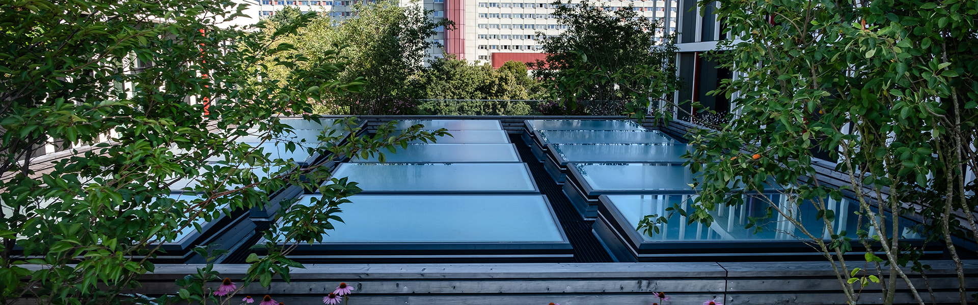 Begrünte Dachterrasse mit Flachdach Fenster, umgeben von Pflanzen und Blick auf ein modernes Gebäude