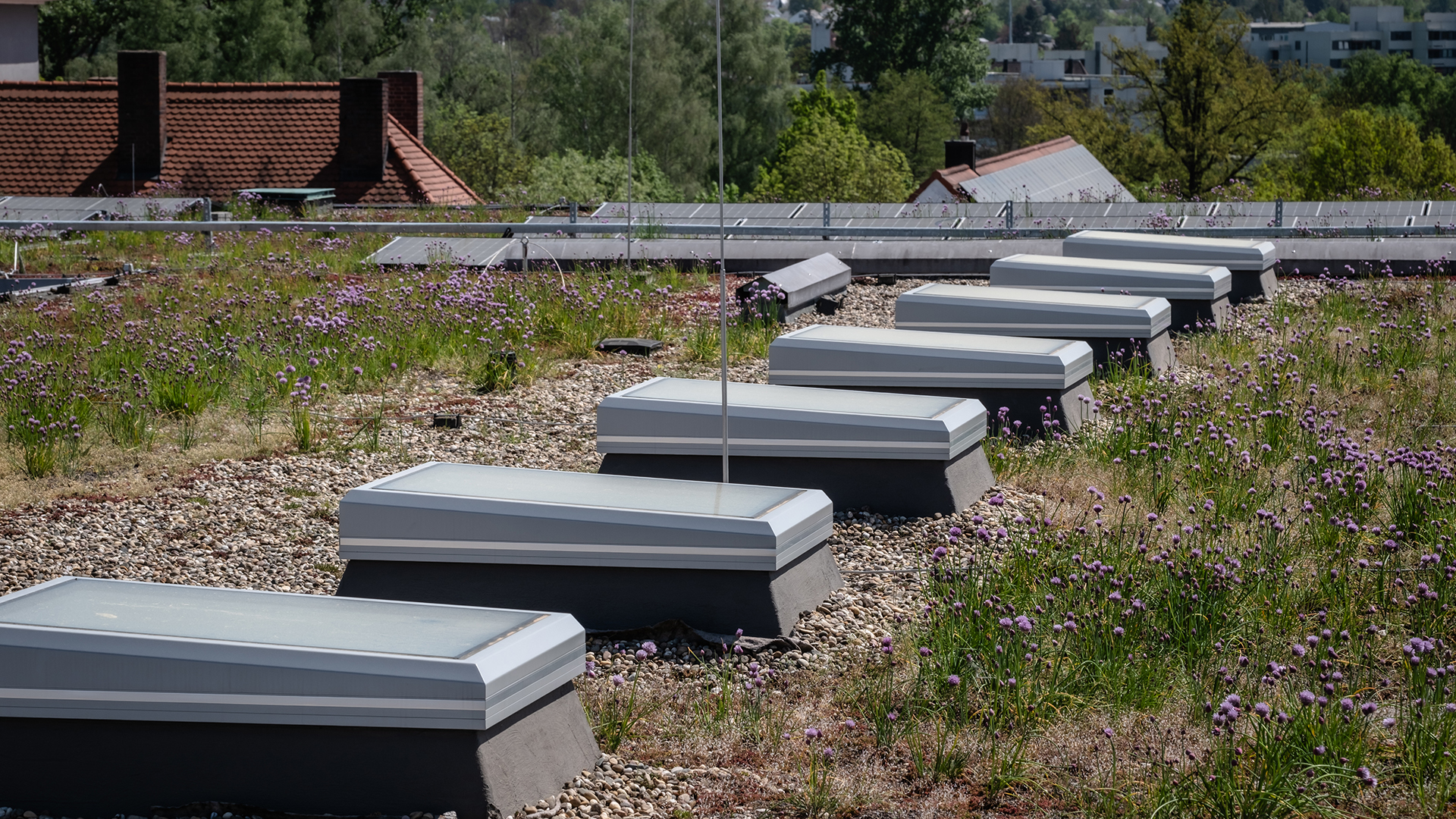 Green roof of the Weiden district court with multiple skylights, surrounded by blooming meadow plants and building rooftops in the background.